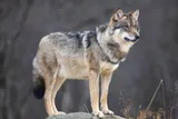 gray wolf on a rock in the forest 