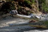 Newly Discovered Ancient Crocodile Relative Had Super Thin Needle-Like Teeth for Snagging Tiny Prey&nbsp;