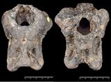 Europe’s First Known Megaraptoran Identified From a 120-Million-Year-Old Skull Hidden in a Museum Drawer 2 invictibellatrix amberina braincase fossil t