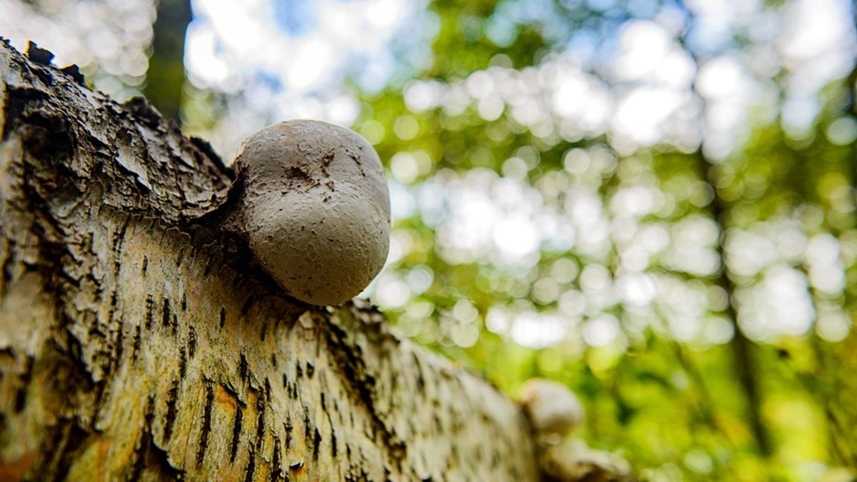 Meet D-Rex, a Newly Discovered 5-Pound Fungus With a 65-Million-Year-Old Lineage