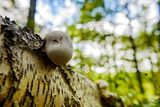 Meet D-Rex, a Newly Discovered 5-Pound Fungus With a 65-Million-Year-Old Lineage 2 tree with fungus t