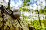 Tree with fungus