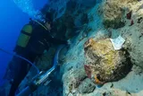 Diver exploring shipwreck 