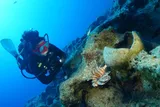 diver exploring shipwreck 