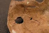 neanderthal scapula with hole 