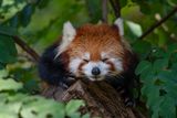 Red Panda Cub in Virginia Could Be Named After Dolly Parton