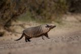 Elusive Baby Giant Armadillo Caught on Camera, a Rare Sighting in the Peruvian Rainforest