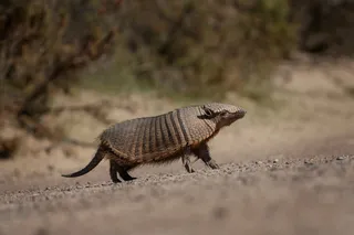 giant armadillo