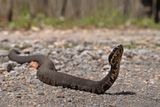 Thousands of Snakes Close This Illinois Road Twice a Year as They Move Between Seasonal Habitats