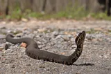 Cottonmouth snake crossing the road