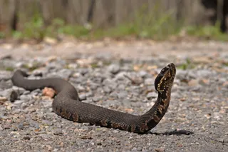 Cottonmouth snake crossing the road