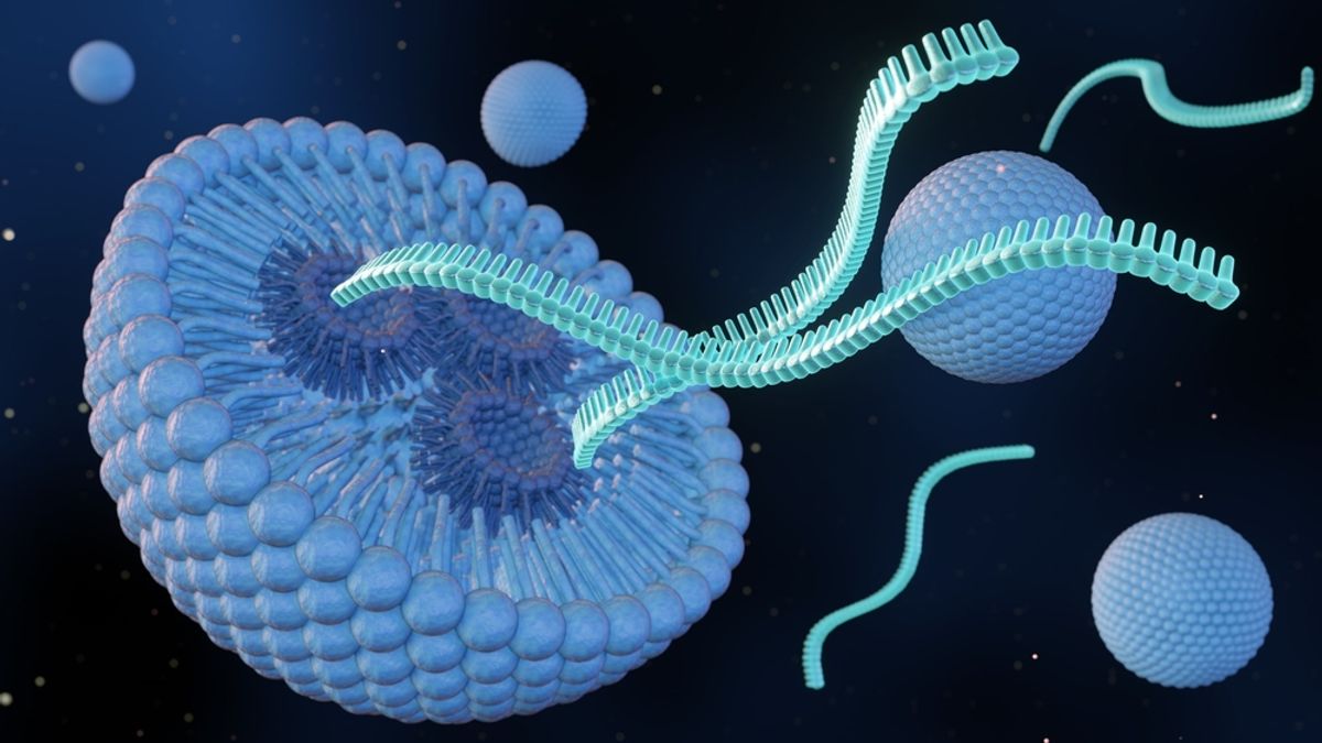 Study Tracks How Three mRNA Vaccines Break Down in the Blood