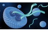 Understanding How mRNA Vaccines Break Down in the Body May One Day Help Fight Cancer