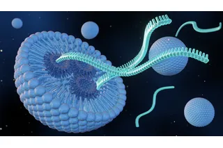 RNA strands interacting with mRNA