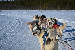 Sled dog looking over shoulder