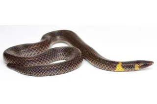 Dwarf reedsnakes roll at high speed to escape predators