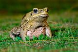 Cane Toads Are Highly Toxic, but Some Animals Have Learned How to Eat This Invasive Species&nbsp;