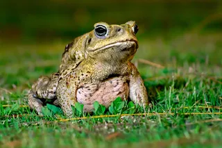 Cane toad sitting on grass