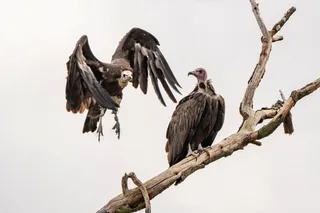 two hooded vultures, one on a branch one midflight
