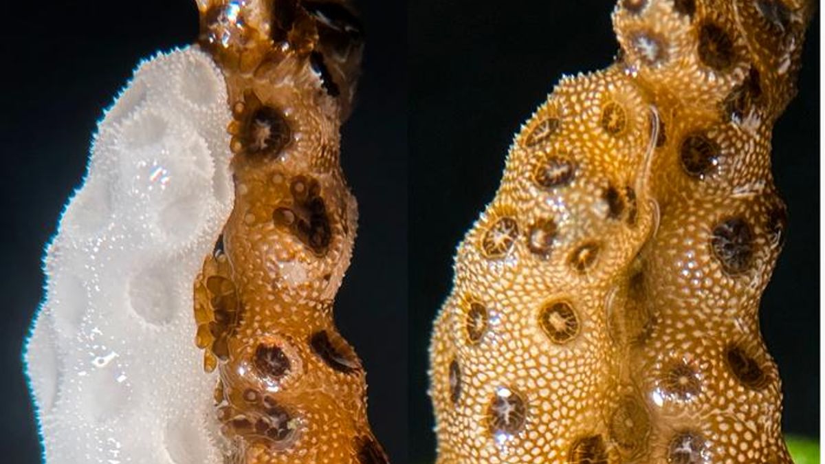 A Touch From Healthy Coral Clones Could Help Revive Bleached Corals in a Matter of Weeks 