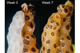 bleached coral healing