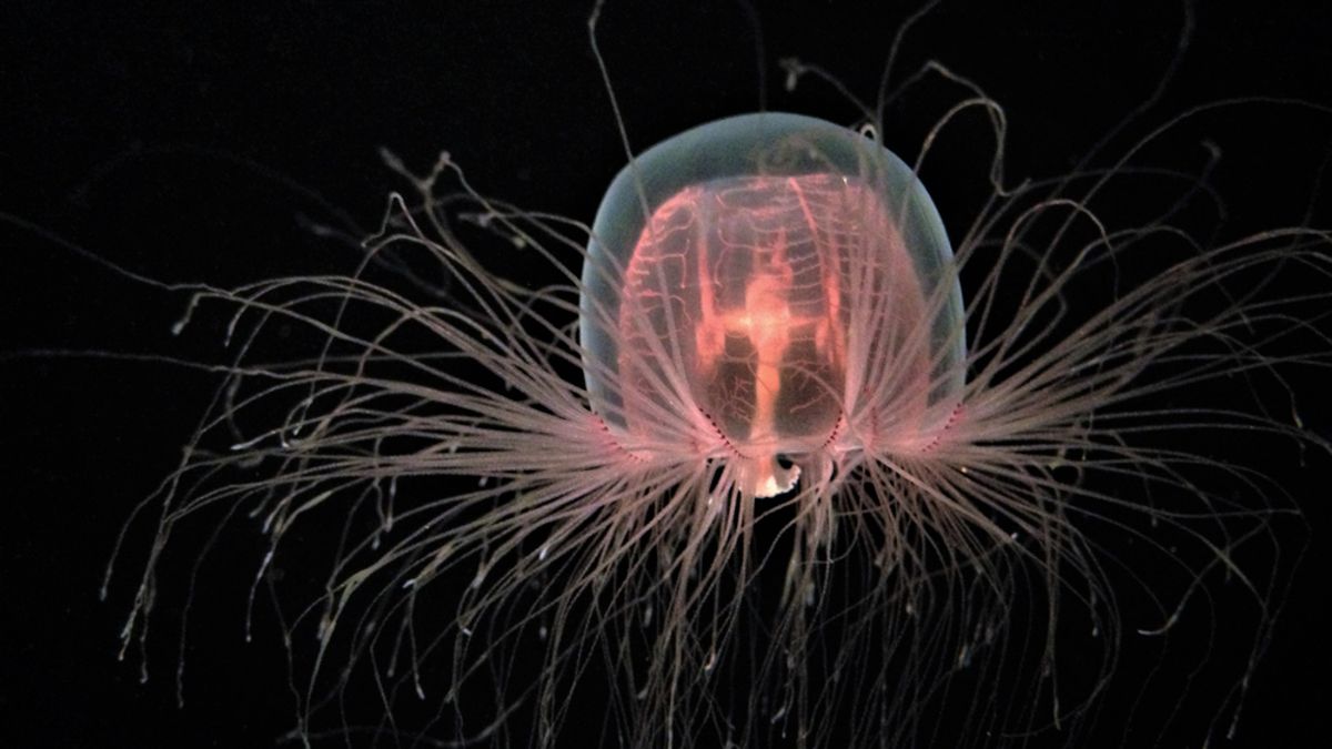 The Immortal Jellyfish Cheats Death by Reverting to a Polyp When Injured or Stressed