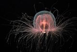 Immortal Jellyfish Can Revert to Earlier Life Stage