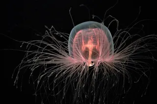 Immortal jellyfish that can cheat death, Turritopsis dohrnii 