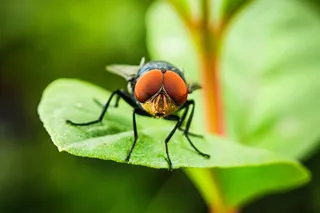 Cochliomyia hominivorax, New World screwworm on a leaf