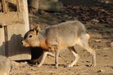 Meet the Fastest Rodent: The Patagonian Mara