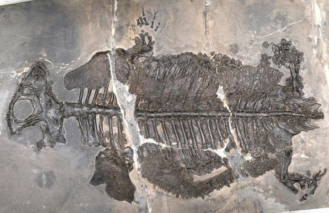 237-Million-Year-Old Armored Amphibian May Be The First to Live ...