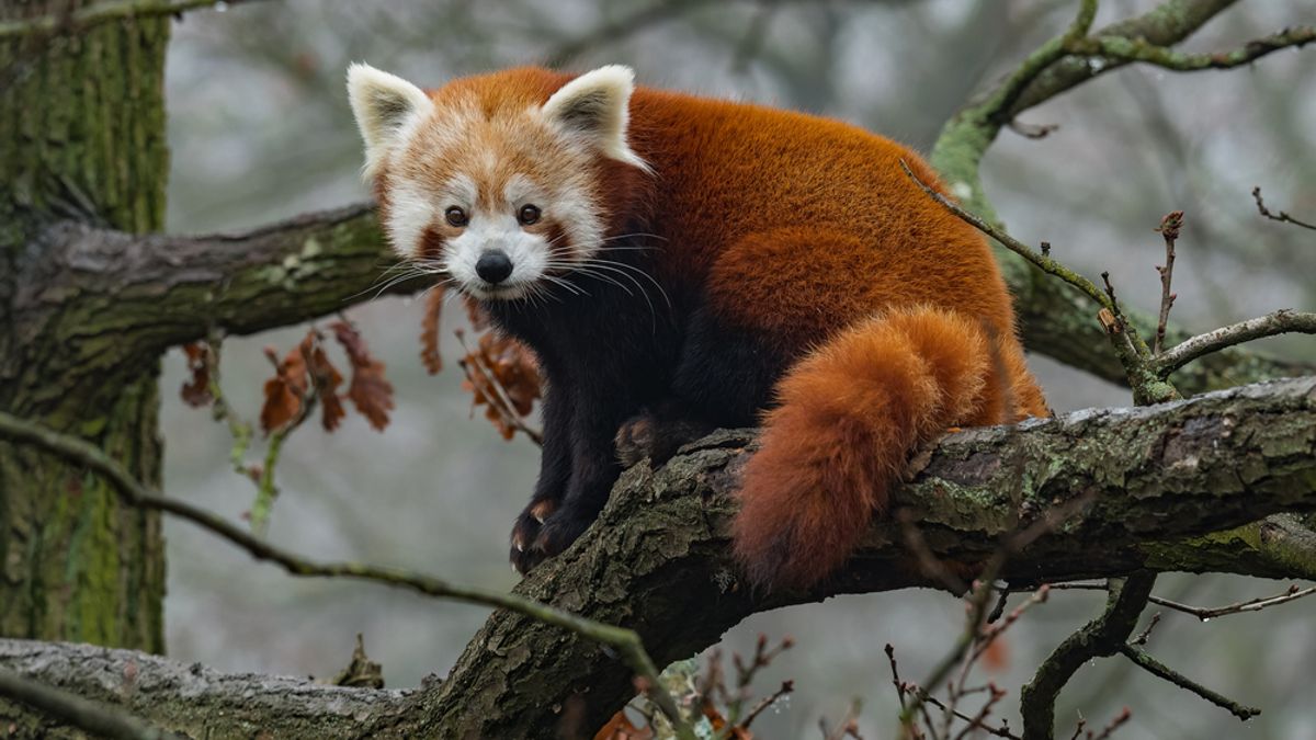 modern red panda meta