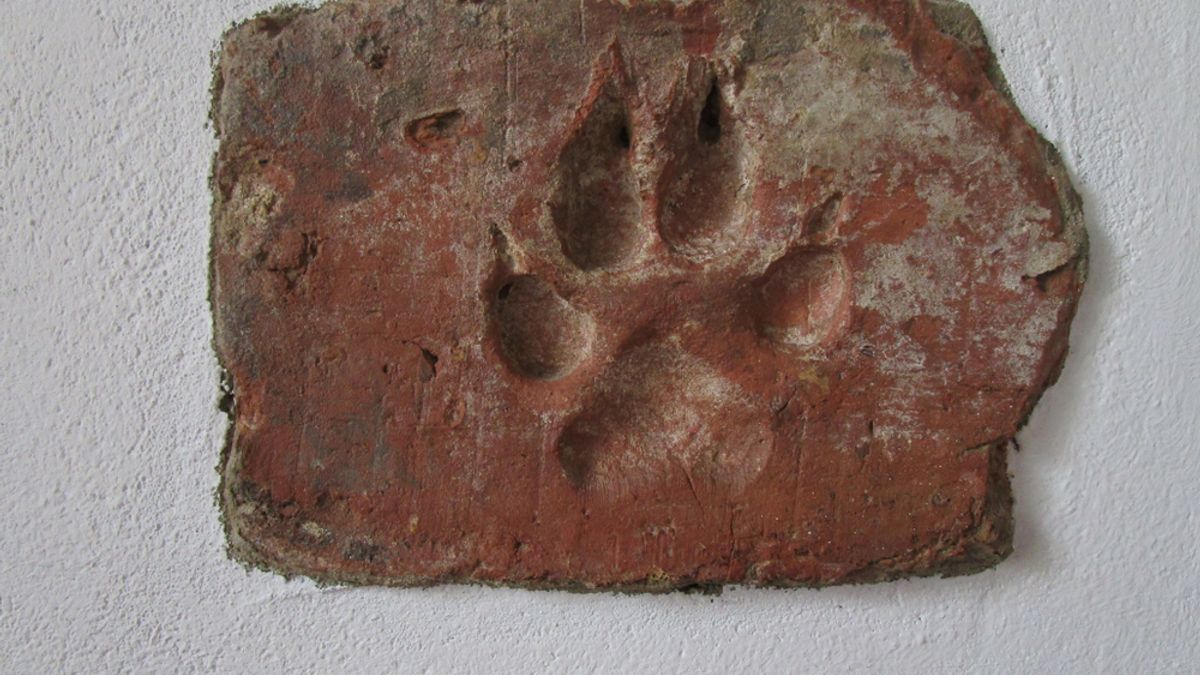 4,000-Year-Old Dog Paw Prints Discovered on a Mud Brick in a Burned Bronze Age House in Turkey