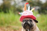 The &ldquo;Multiply by 7&rdquo; Rule for Dog Years Isn't Accurate, but There Are Other Ways to Estimate Your Dog's Age