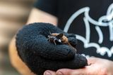 How to Follow NASA's Latest Missions, Become a Bat Monitor, Stay Safe and Respectful on Trails, and Report Artifact and Meteorite Findings&nbsp;
