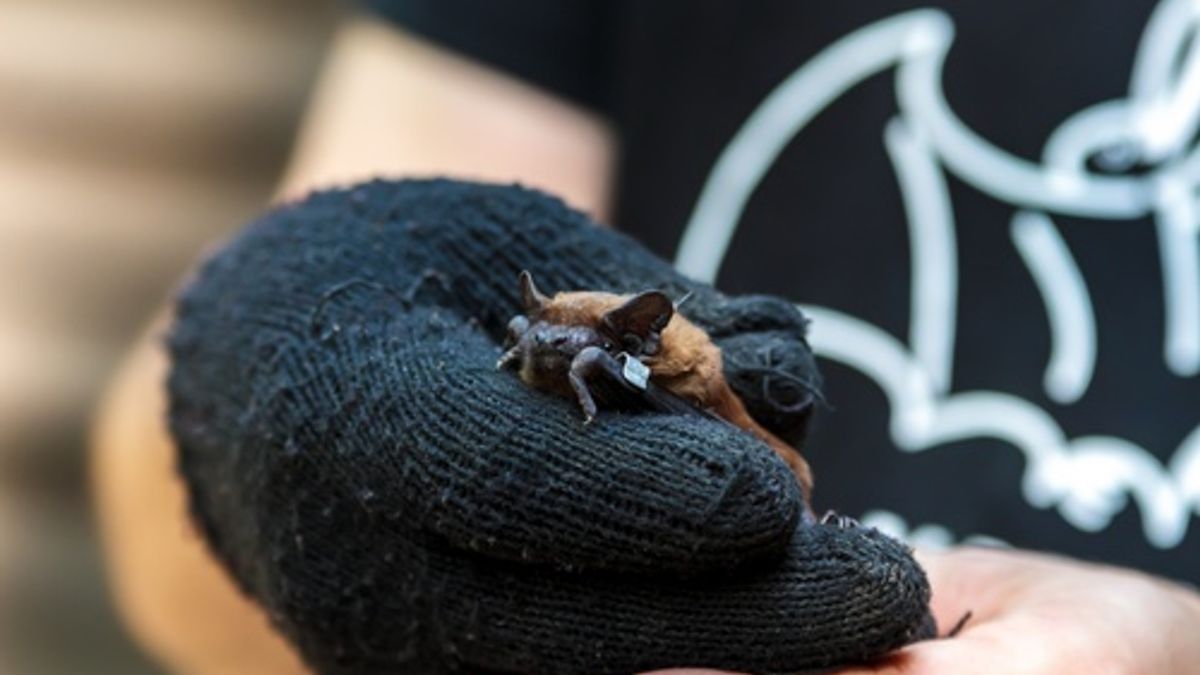 How to Follow NASA's Latest Missions, Become a Bat Monitor, Stay Safe and Respectful on Trails, and Report Artifact and Meteorite Findings