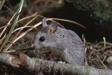 Meet the Werewolf Mouse, the Tiny Predator That Howls at Night and Hunts Scorpions and Other Mice
