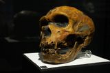 Neanderthals Were Likely Stronger Than Modern Humans, but Also Cared More Than Stereotypes Suggest