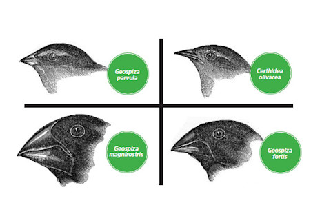 finch2.jpg?mw=900&mh=600