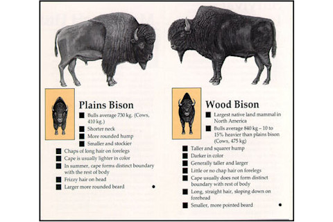 Courtesy Alaska Wildlife Conservation Center (AWCC)