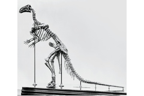 Iguanodon skeleton 1878