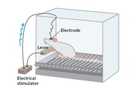 rats-pleasure-center