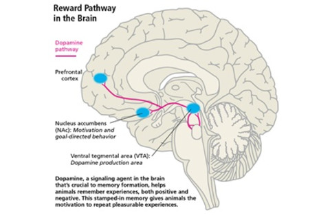 reward-pathway
