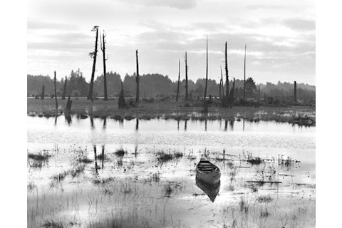 Copalis River Ghost Forest - USGS