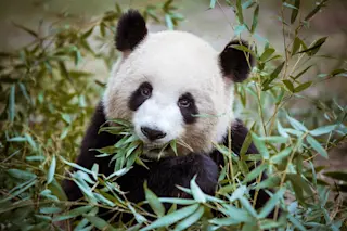 giant panda eats a diet of bamboo