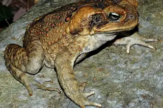 Cane Toad - Wikimedia Commons