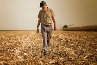 farmer grows food harvests corn - Shutterstock