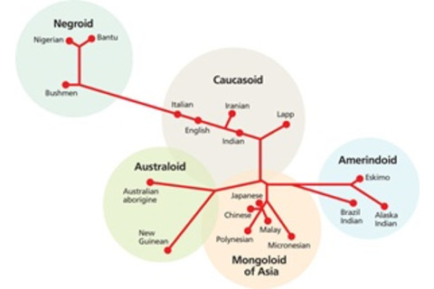 Neighbor Joining Method - Alison Mackey/Discover after Jason Spatola/Wikimedia Commons