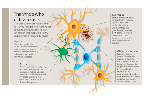types of brain cells - neuron astrocyte microglia oligodendrocyte