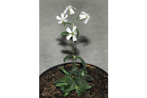 Silene stenophylla - PNAS